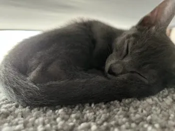 あき 様のお迎えした子猫