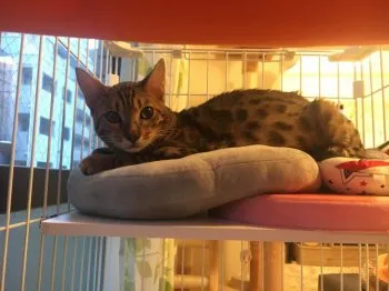 ほんま 様のお迎えした子猫