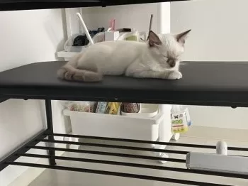 たろちき 様のお迎えした子猫