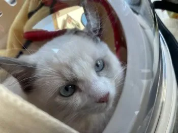 S 様のお迎えした子猫