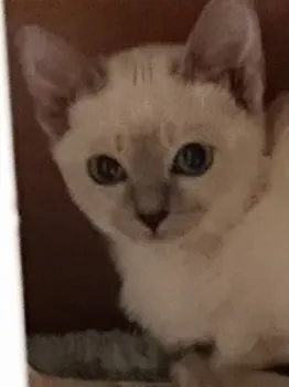 Sea-7 様のお迎えした子猫