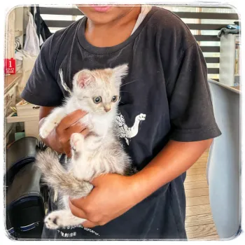 K.I 様のお迎えした子猫