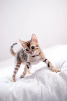pascal 様のお迎えした子猫