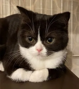 W 様のお迎えした子猫