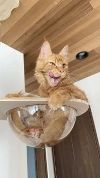 502グルー 様のお迎えした子猫