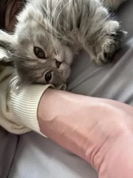 そにあ 様のお迎えした子猫