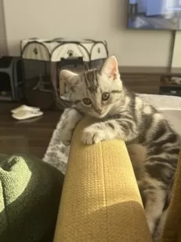 Y.Y 様のお迎えした子猫