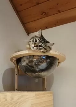 Y.Y 様のお迎えした子猫
