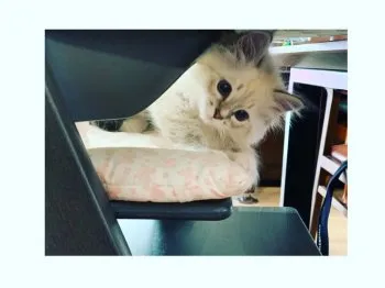 Ran Ogawa 様のお迎えした子猫