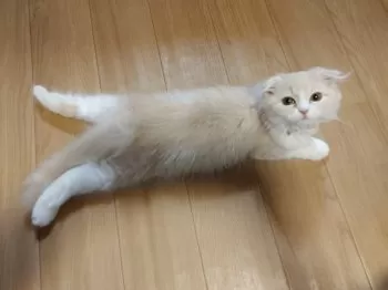 M.M 様のお迎えした子猫