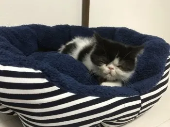 ちぃコロ 様のお迎えした子猫