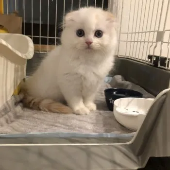 ますり 様のお迎えした子猫
