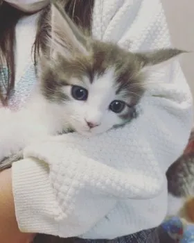 いろいと 様のお迎えした子猫