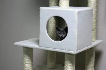 米 様のお迎えした子猫