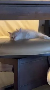 S.A 様のお迎えした子猫
