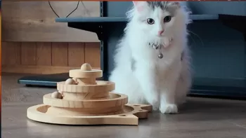 S.Y 様のお迎えした子猫