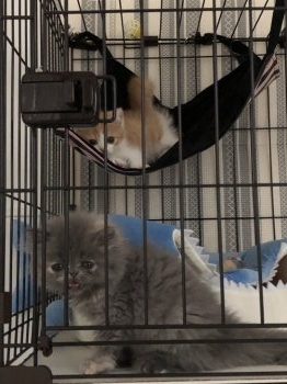 エキゾチックショートヘアの子猫をお迎えいただいたお客様の声 口コミ 評判 みんなの子猫ブリーダー 全2 024件中 151 180件目を表示 みんなの子猫ブリーダー エキゾチックショートヘアの子猫をお迎えいただいたお客様の声 口コミ 評判 みんなの子猫ブリーダー 全2 024件中 151 180件目を表示 みんなの子猫ブリーダー