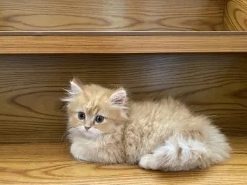 F.A 様のお迎えした子猫