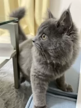 K.T 様のお迎えした子猫