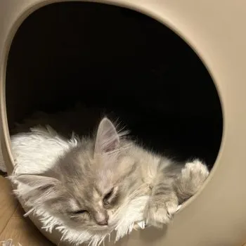 Y 様のお迎えした子猫