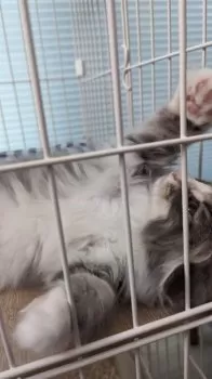 M.T 様のお迎えした子猫