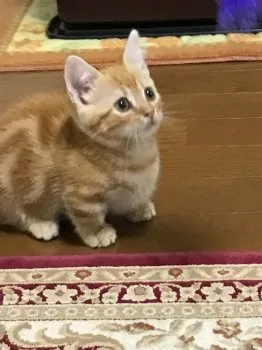 T.Y 様のお迎えした子猫