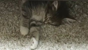 美澪 様のお迎えした子猫