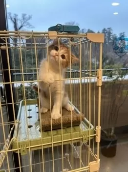 まっちゃん 様のお迎えした子猫