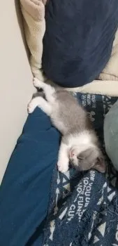 りゅうとぱぱ 様のお迎えした子猫