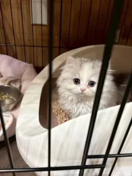 K.Y 様のお迎えした子猫