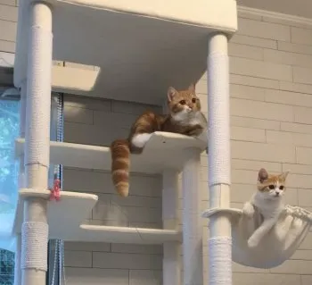 りんりん 様のお迎えした子猫