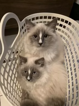 松田 様のお迎えした子猫