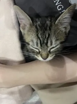 もふもふ 様のお迎えした子猫