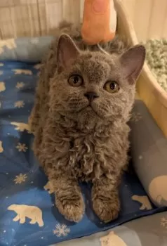 S.T 様のお迎えした子猫