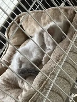 A.M 様のお迎えした子猫