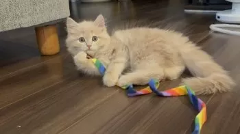 Y.I 様のお迎えした子猫