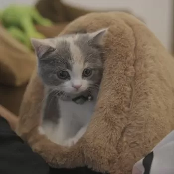 M.T 様のお迎えした子猫