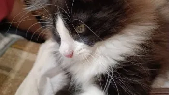 A.S 様のお迎えした子猫