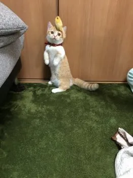 ゆなかん 様のお迎えした子猫