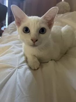 ARU 様のお迎えした子猫