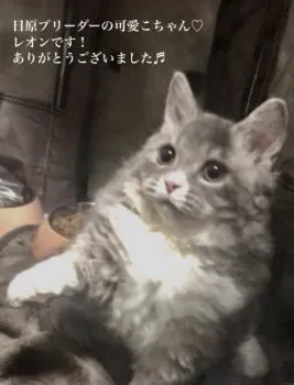 Y.Y 様のお迎えした子猫