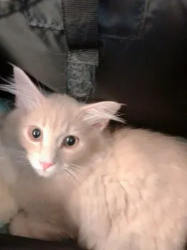 スフレママ 様のお迎えした子猫