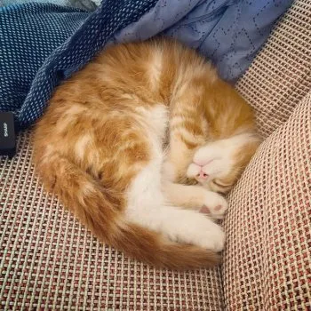 やまめ 様のお迎えした子猫