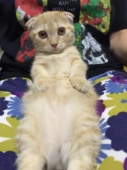 パセリ 様のお迎えした子猫