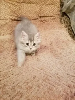 とうみん 様のお迎えした子猫