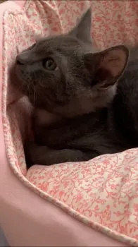 べに 様のお迎えした子猫