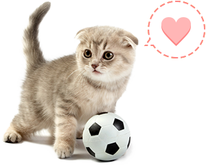新着子猫お知らせメールサービス