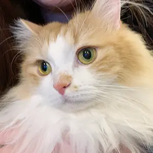 テトくん（マンチカン）