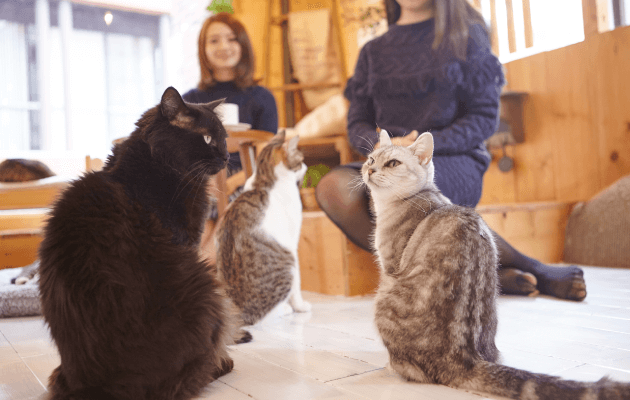 ブリーダーに会える、直接お迎えできる