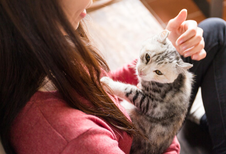 ショップ 里親 猫 ペット 売れ残り